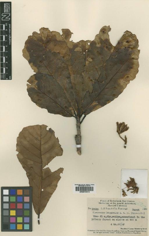 Elaeocarpus schlechterianus A.C.Sm. - BM000795315