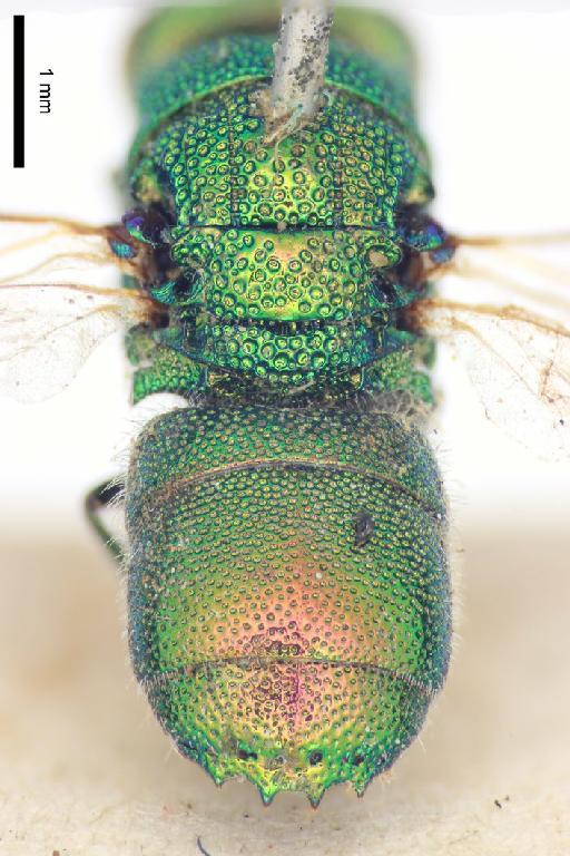 Chrysis nursei Bingham, C.T., 1903 - Chrysis_nursei-BMNH(E)#970898_type-distal-2_5X