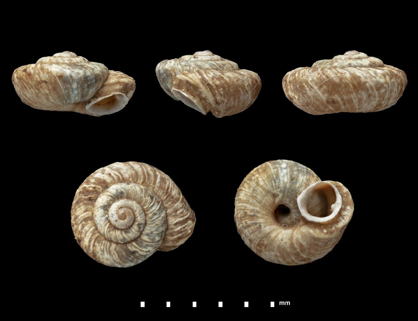 To NHMUK collection (Helix (Helicella) paupercula Lowe, 1831; SYNTYPE; NHMUK:ecatalogue:2437827)