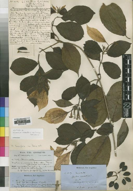 Mussaenda tenuiflora var. laevis Wernham - BM000924147