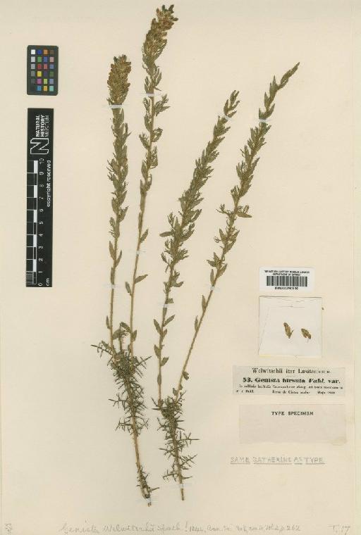 Genista tournefortii Spach - BM000750916