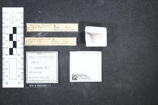 Isurus mantelli infraphylum Gnathostomata (Agassiz) - 010031589_L010040652