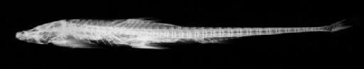 Lepturichthys fimbriata (Günther, 1888) - Homaloptera fimbriata; 1888.5.15.40