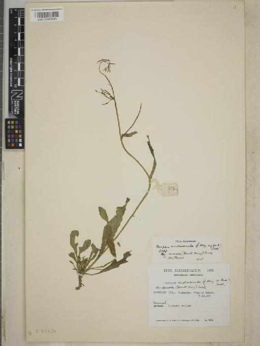 Rorippa nudiscula subsp. serrata - BM013403943