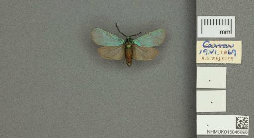 Adscita (Adscita) statices statices (Linnaeus, 1758) - 015046096_775459_1082517