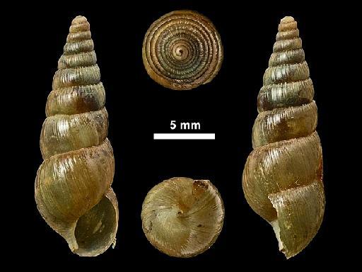 Glessula notigena subterclass Tectipleura (Benson, 1860) - 1946.10.16.73-77, LECTOTYPE AND PARALECTOTYPES, Glessula notigena