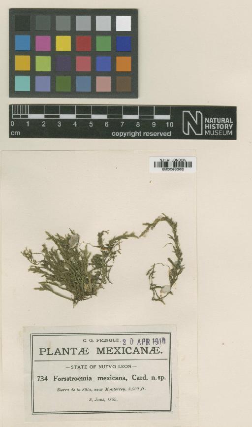 Forsstroemia trichomitria (Hedw.) Lindb. - BM000960962_a