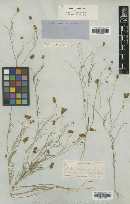 Dalea filiformis A.Gray - BM001042550