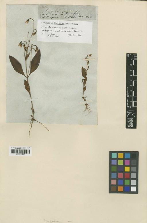 Irlbachia nemorosa (Willd. ex Roem. & Schult.) Merr. - BM000953000