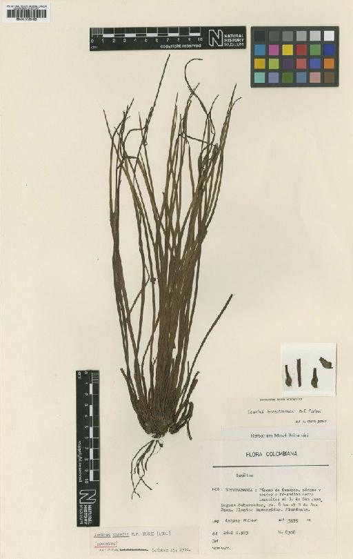 Isoetes cleefii H.P.Fuchs - BM001038185