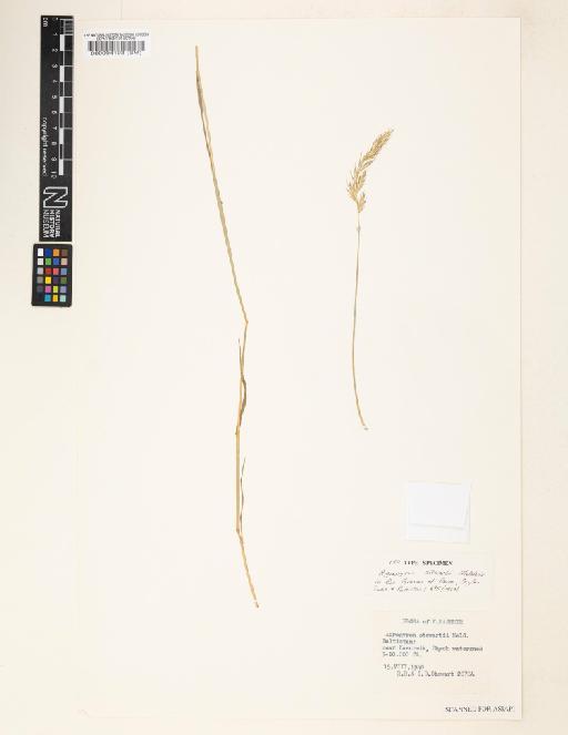 Agropyron stewartii Melderis - 000094193