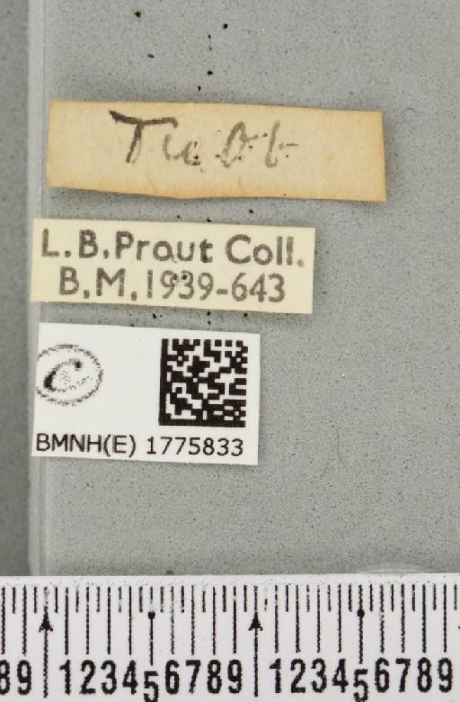 Thera britannica (Turner, 1925) - BMNHE_1775833_label_356278