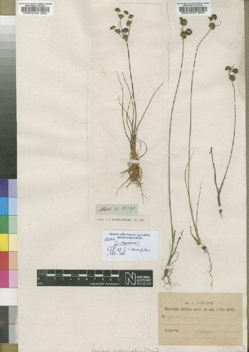 Juncus capensis Thunb. - BM000572462