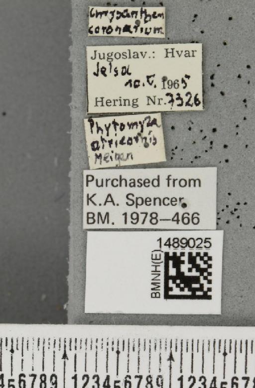 Chromatomyia atricornis (Meigen, 1838) - BMNHE_1489025_label_53384