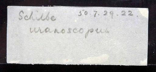 Schilbe uranoscopus Rüppell, 1832 - 1850.7.29.22; Schilbe uranoscopus; image of jar label; ACSI project image