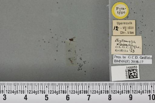 Phytomyza aquilonia Frey, 1946 - BMNHE_1488953_53312