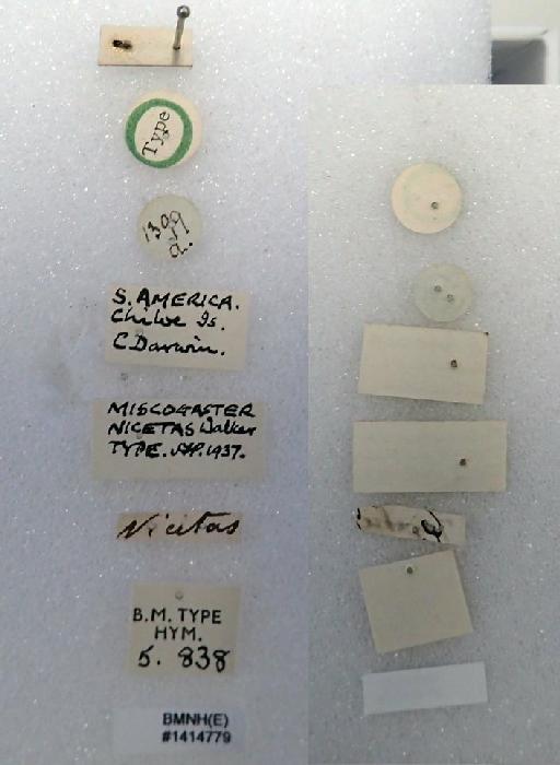 Miscogaster nicetas Walker, 1839 - Miscogaster nicetas Walker, 1839 #1414779 Hym Type 5.838 labels