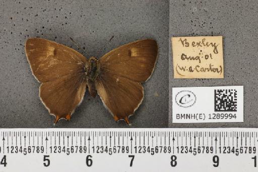 Thecla betulae (Linnaeus, 1758) - BMNHE_1289994_126405