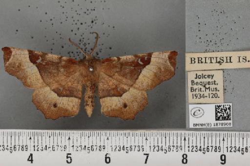 Selenia tetralunaria tetralunaria (Hufnagel, 1767) - BMNHE_1878908_449829