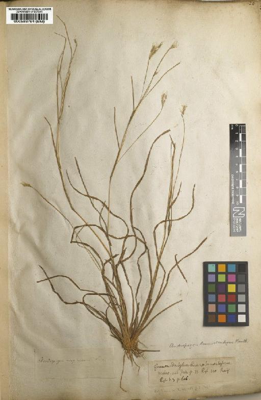 Andropogon leucostachyus Kunth - BM000588784