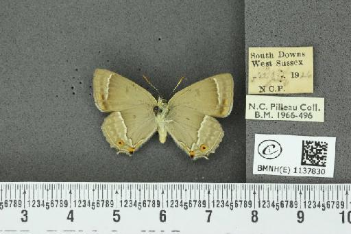 Neozephyrus quercus (Linnaeus, 1758) - BMNHE_1137830_94854