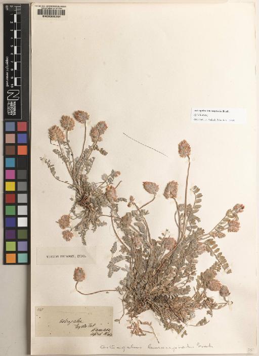 Astragalus L. - BM000600864