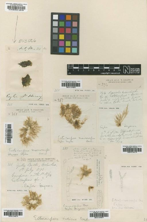 Feldmannia indica (Sonder) Womersley & A.Bailey - BM001044579