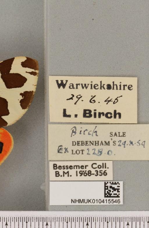 Arctia caja (Linnaeus, 1758) - NHMUK_010415546_label_519706