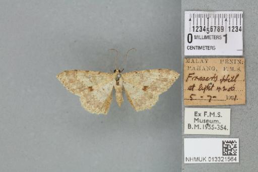 Luxiaria subrasata subrasata (Walker, 1861) - 013321564_816113_1401725