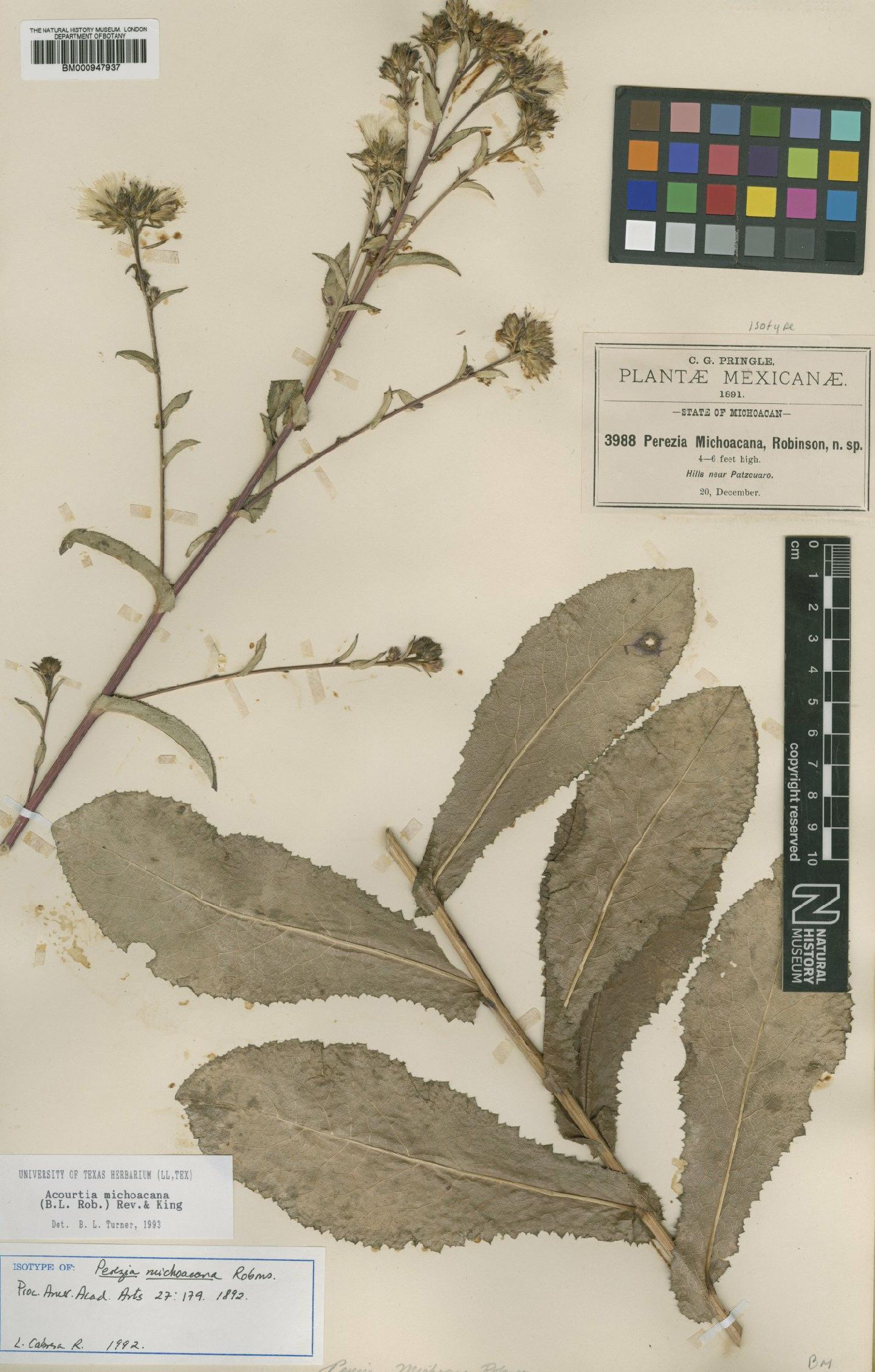 To NHMUK collection (Perezia michoacana B.L.Rob.; Isotype; NHMUK:ecatalogue:619944)