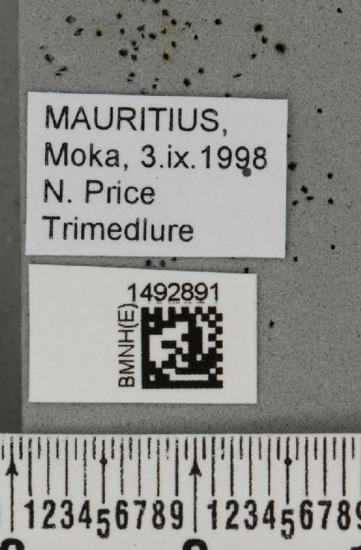 Ceratitis (Pterandrus) quilicii De Meyer et al., 2016 - BMNHE_1492891_label_43927