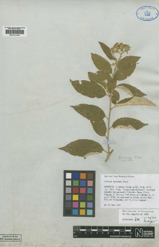 Solanum lepidotum Dunal - BM000815947