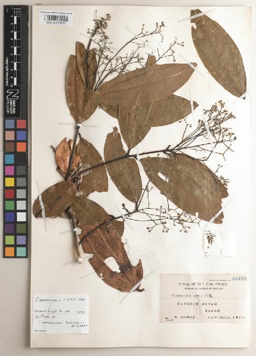 Cinnamomum loheri Merr. - 015152013
