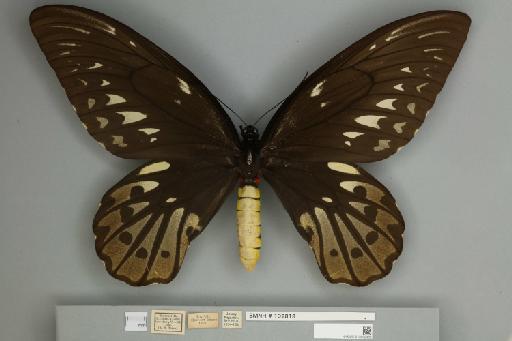 Ornithoptera alexandrae Rothschild, 1907 - 013602432__