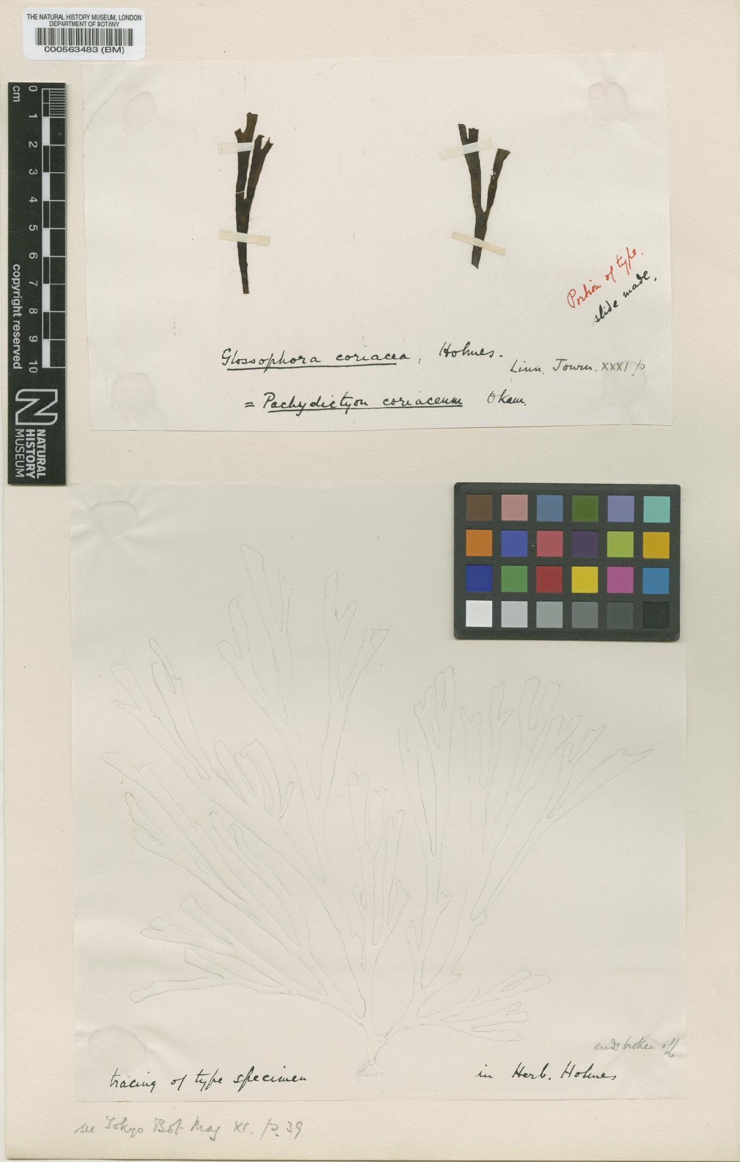 To NHMUK collection (Pachydictyon coriaceum (Holmes) Okamura; Syntype; NHMUK:ecatalogue:4719739)