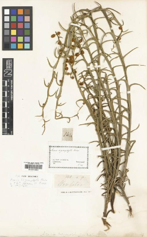 Acacia trigonophylla Meisn. - BM000796540