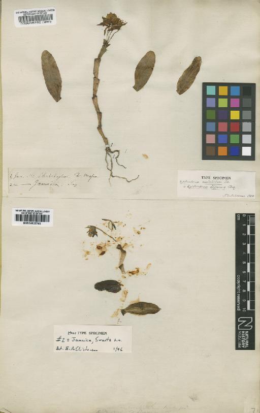 Epidendrum difforme Jacq. - BM000046292