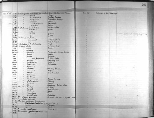 Pontoscolex corethrurus Müller, 1857 - Zoology Accessions Register: Annelida & Echinoderms: 1924 - 1936: page 207