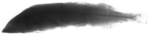 Alepocephalus australis Barnard, 1923 - BMNH 1997.5.21.57, Alepocephalus rostratus, radiograph