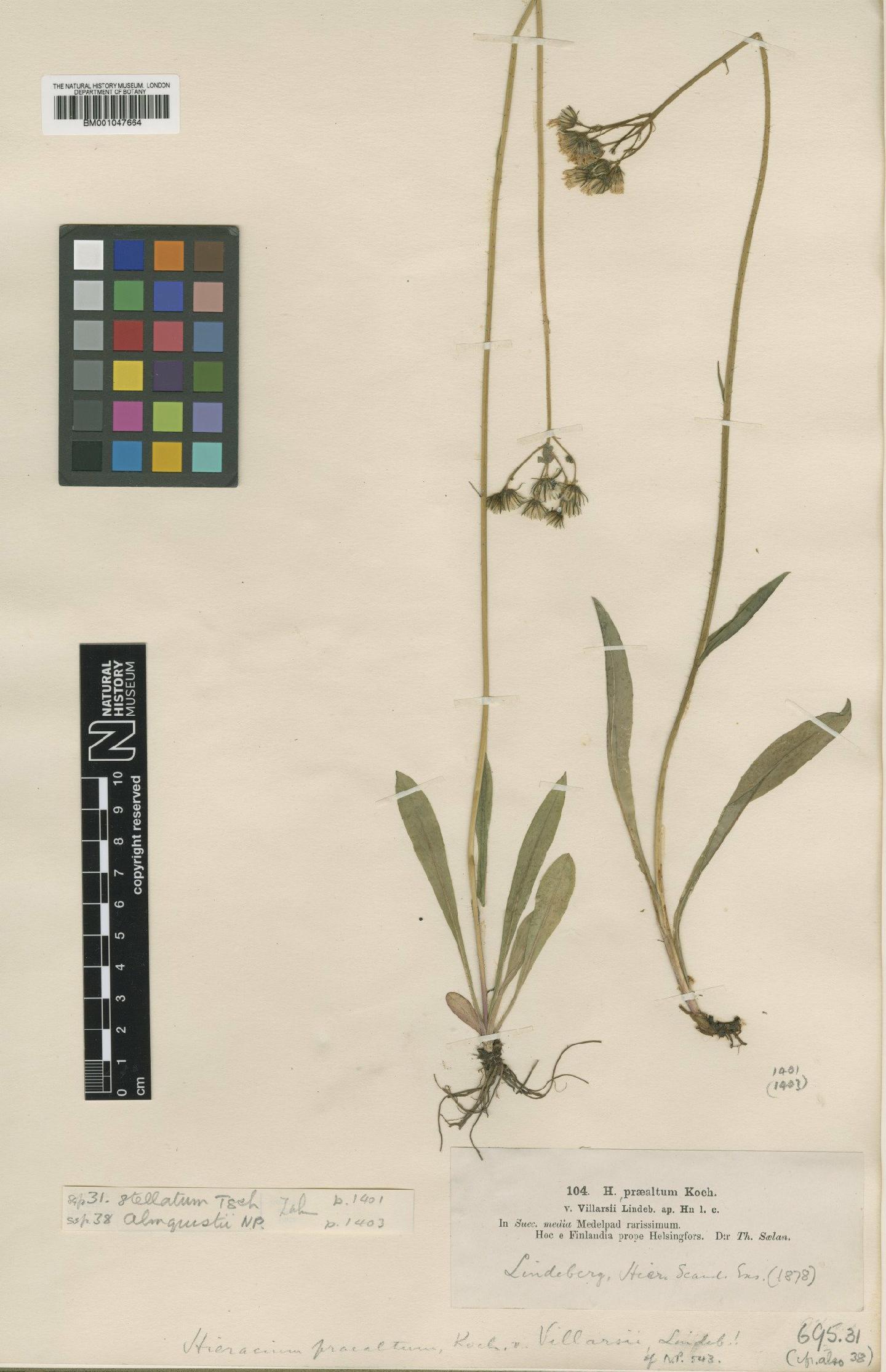 To NHMUK collection (Hieracium florentinum subsp. stellatum Tausch; Type; NHMUK:ecatalogue:2804823)