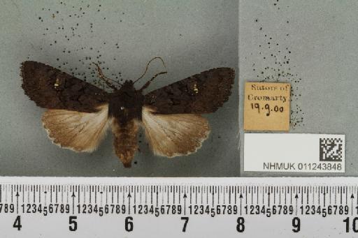 Aporophyla nigra (Haworth, 1809) - NHMUK_011243848_644983