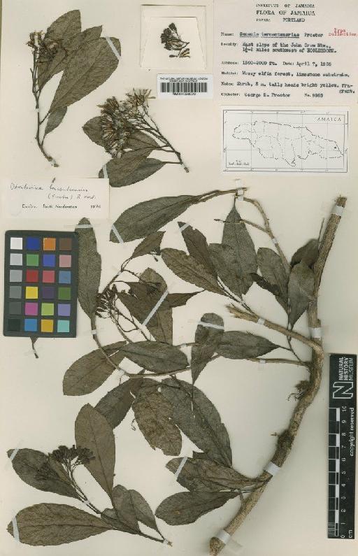 Senecio tercentenariae Proctor - BM001024020