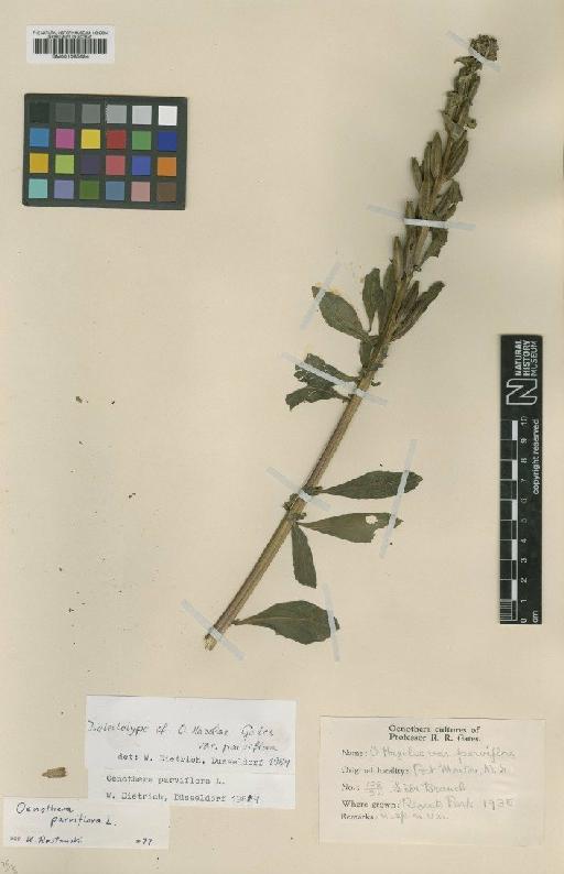 Oenothera hazeliae var. parviflora Gates - BM001025684