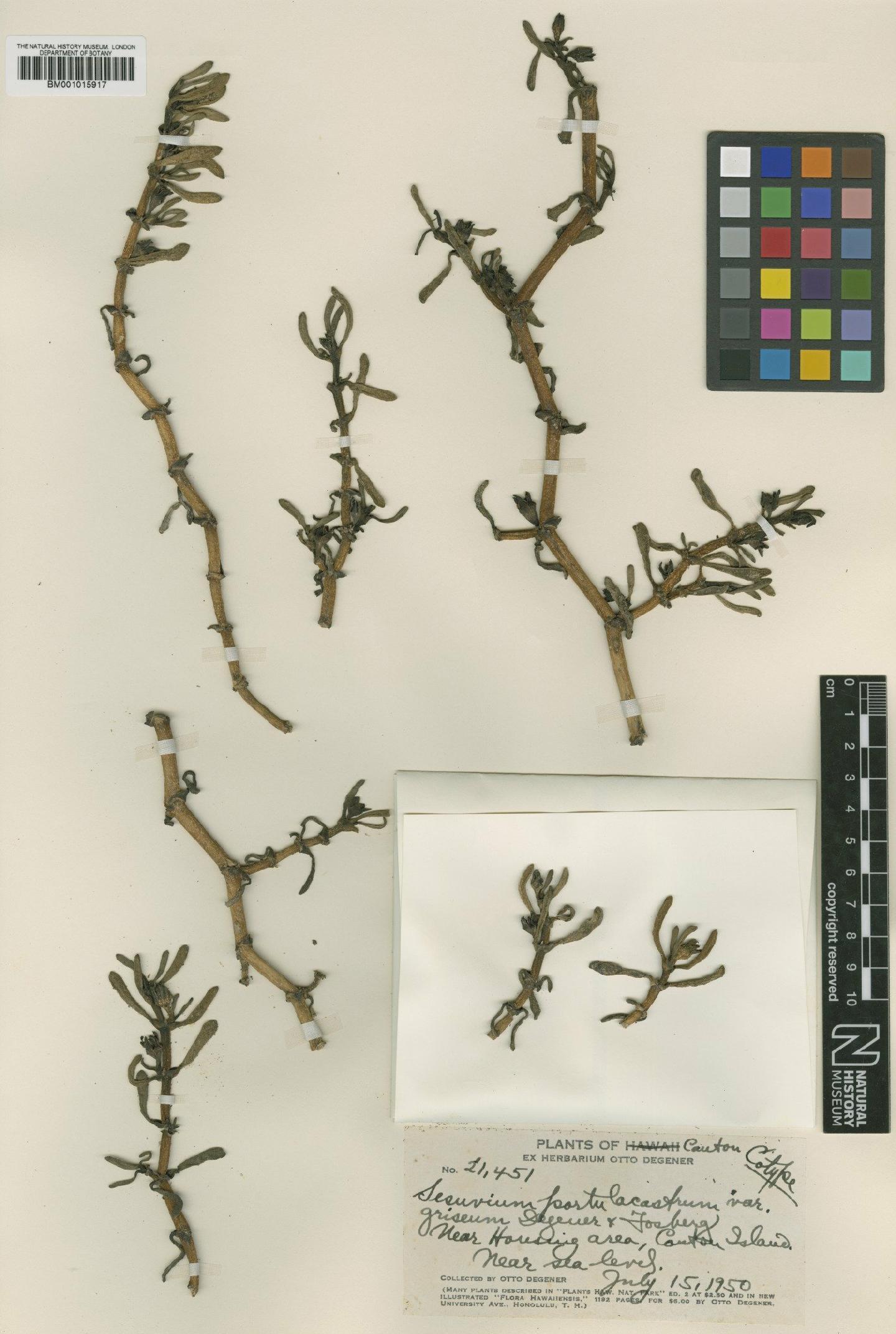 To NHMUK collection (Sesuvium portulacastrum (L.) L.; Type; NHMUK:ecatalogue:664159)