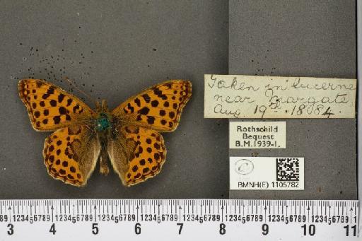 Issoria lathonia (Linnaeus, 1758) - BMNHE_1105782_17241