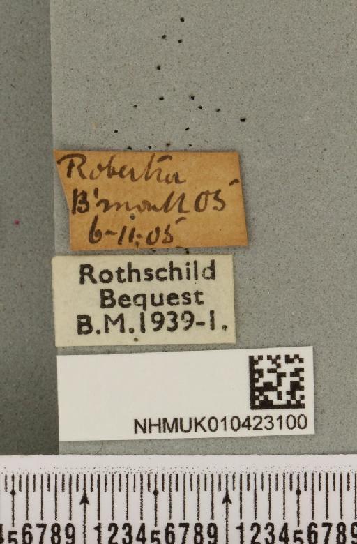 Hypena rostralis ab. unicolor Tutt, 1892 - NHMUK_010423100_label_536982