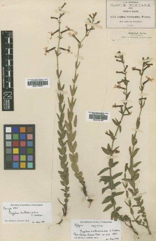 Cuphea retroscabra Watson - BM001008321