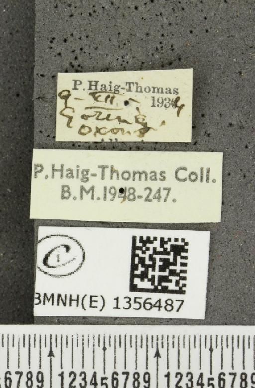 Thymelicus sylvestris (Poda, 1761) - BMNHE_1356487_label_160023