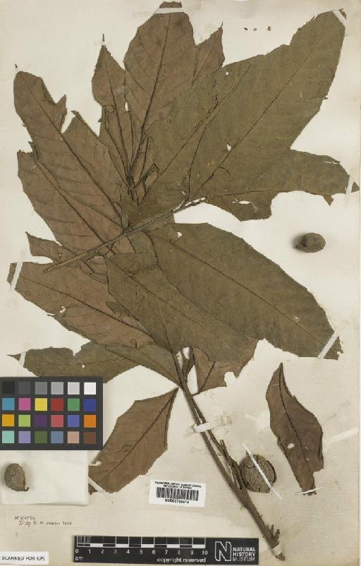Aglaia forbesii King - BM000799474