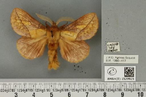 Euthrix potatoria (Linnaeus, 1758) - BMNHE_1529925_197375